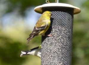 Backyard birdfeeding male goldfinches