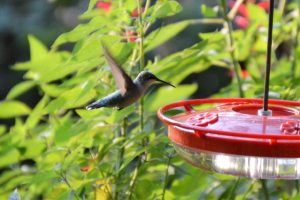 Hummingbird on Aspects Hi-view hummingbird feeder