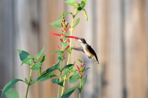 Ruby-throated hummingbird on pineapple sage