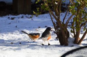 Is these American Robins or Eastern Tohees