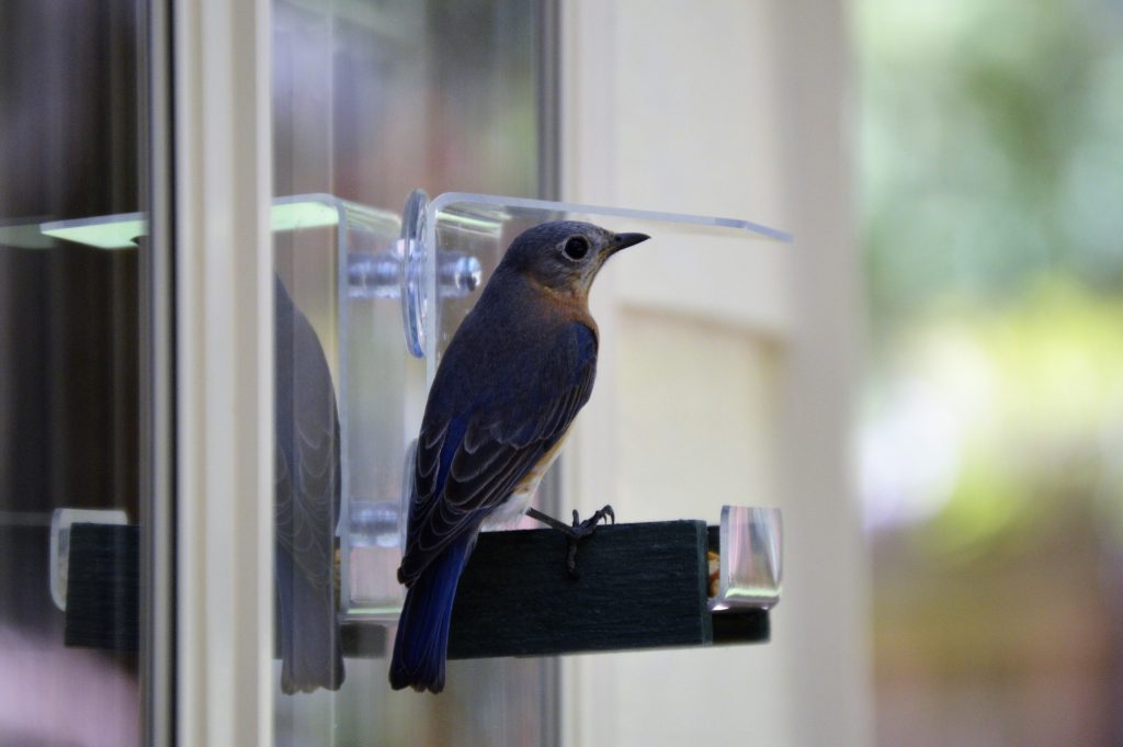 backyard bird window feeder