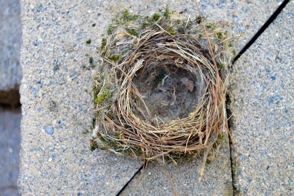 Chickadee Nest 1