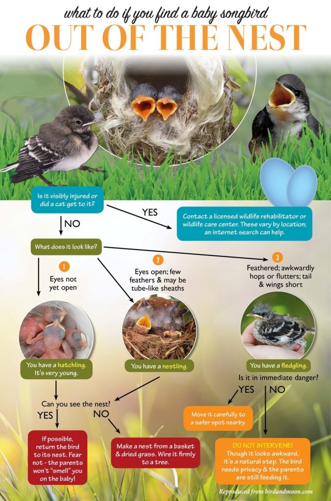 What to do if you find a baby bird out of the nest