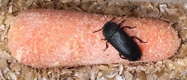 Tenebrio molitor, darkling beetle