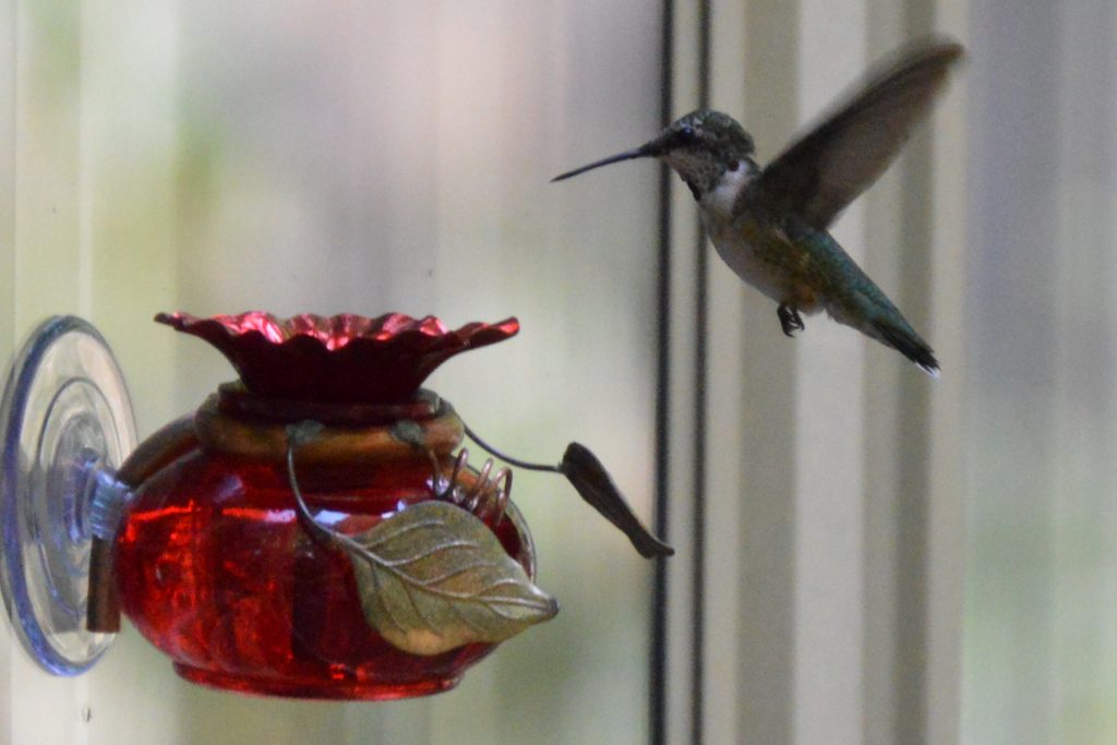 ruby-throated hummingbird landing on a perry's enterprise window feeder