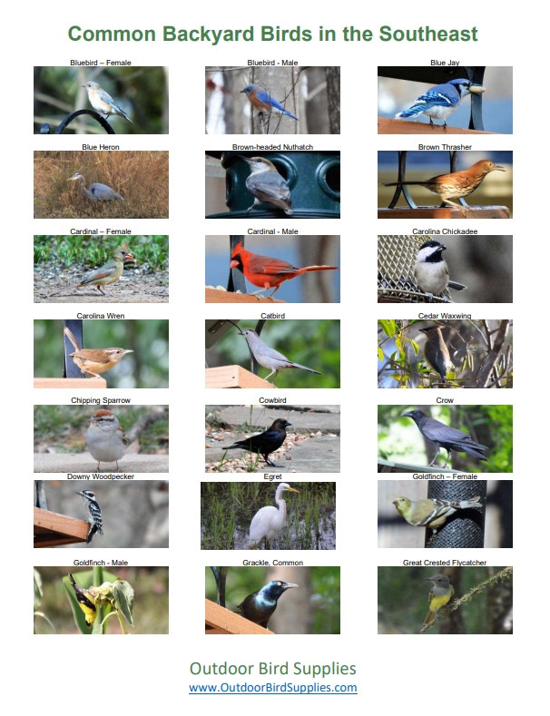 Free copy of Common Backyard Birds in the Southeast